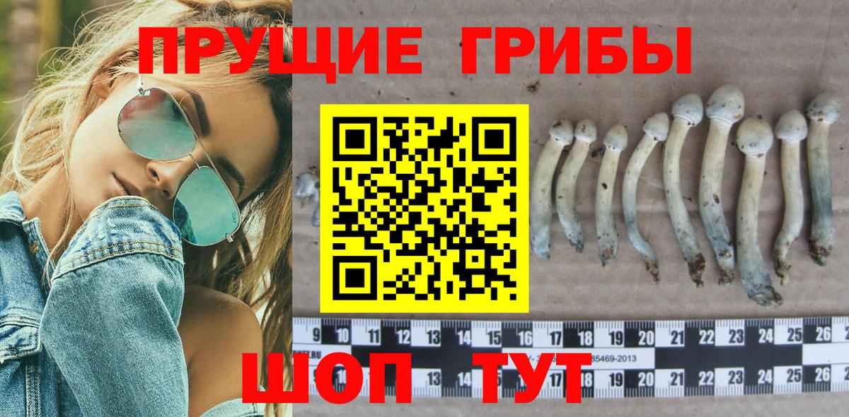 Псилоцибиновые грибы Cubensis  Галлюциногенные грибы прущие грибы  Лангепас  Вход с VPN 